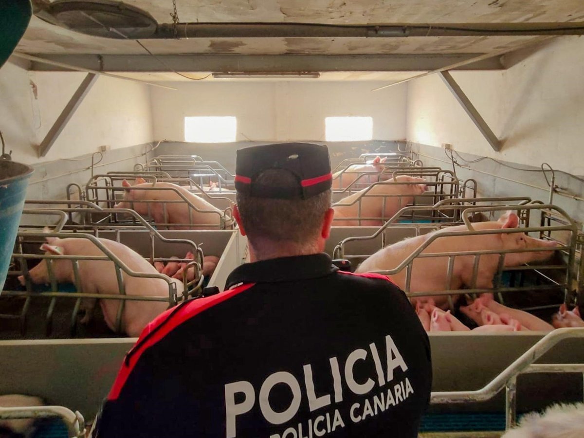 La Policía Canaria realiza inspecciones en instalaciones ganaderas de Tenerife e instruye denuncias.