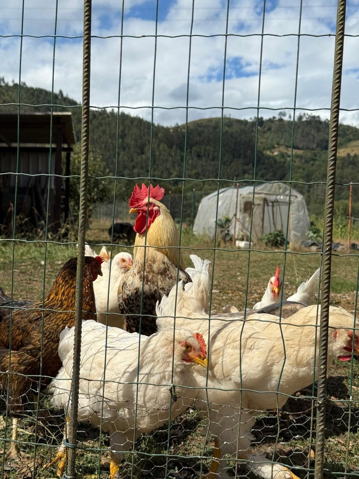 Pacma presenta recurso de alzada contra Gobierno canario por peleas de gallo ilegales.