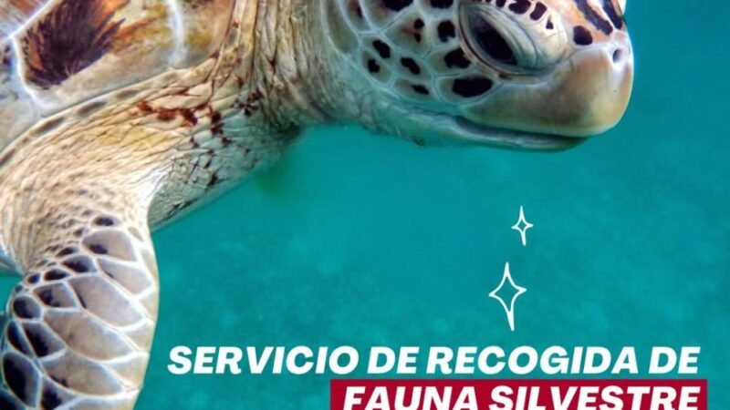El Cabildo de Lanzarote fortalece el Servicio de Rescate de Fauna Silvestre para proteger la biodiversidad.