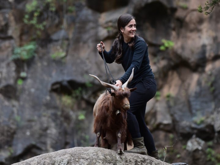Propuesta de Brenda Rodríguez para Premio Insular 2026: Defensora del sector primario y la raza palmera.