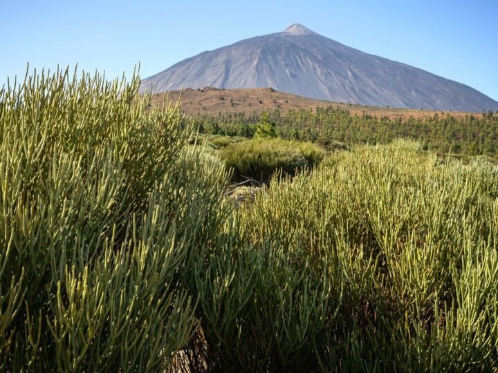 Santa Cruz de Tenerife crea comisión técnica para gestionar erupción volcánica.