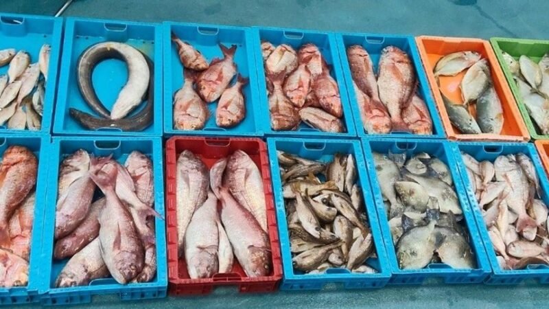 La Guardia Civil incauta 230 kilos de pescado de la Reserva Marina de La Graciosa.