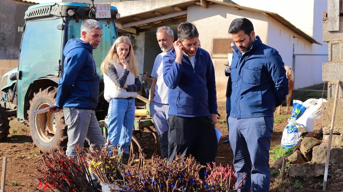Canarias ensaya patrones de vid resistentes a la filoxera en fincas de las islas.
