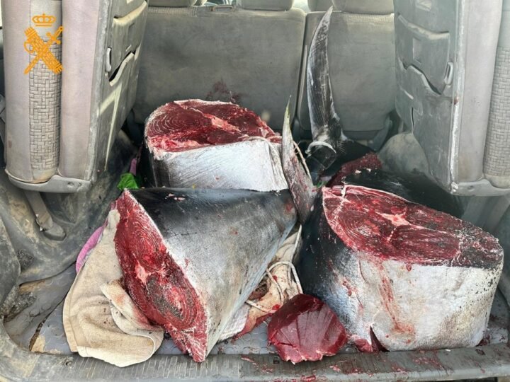 Intervienen más de 126 kilos de atún rojo sin autorización en Fuerteventura