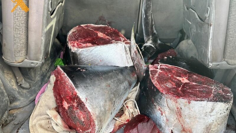 Intervienen más de 126 kilos de atún rojo sin autorización en Fuerteventura